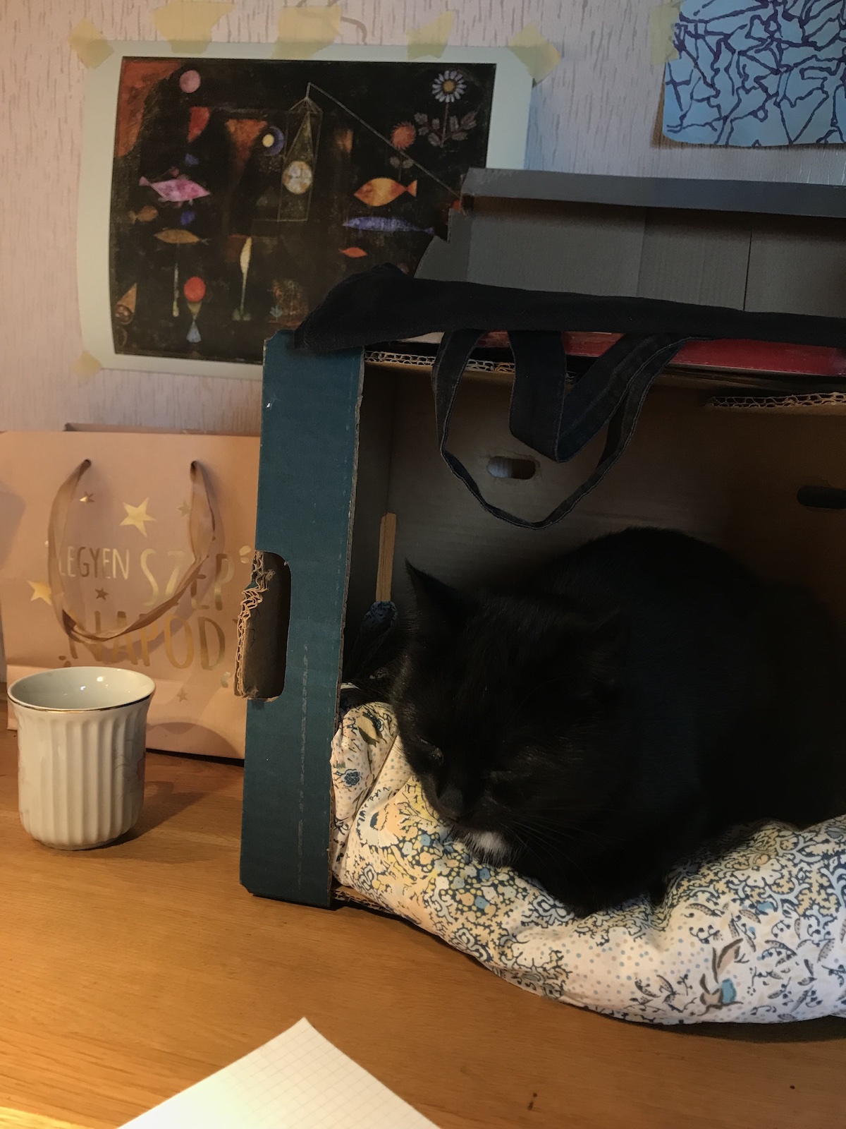 Cat sleeping in the card box computer stand