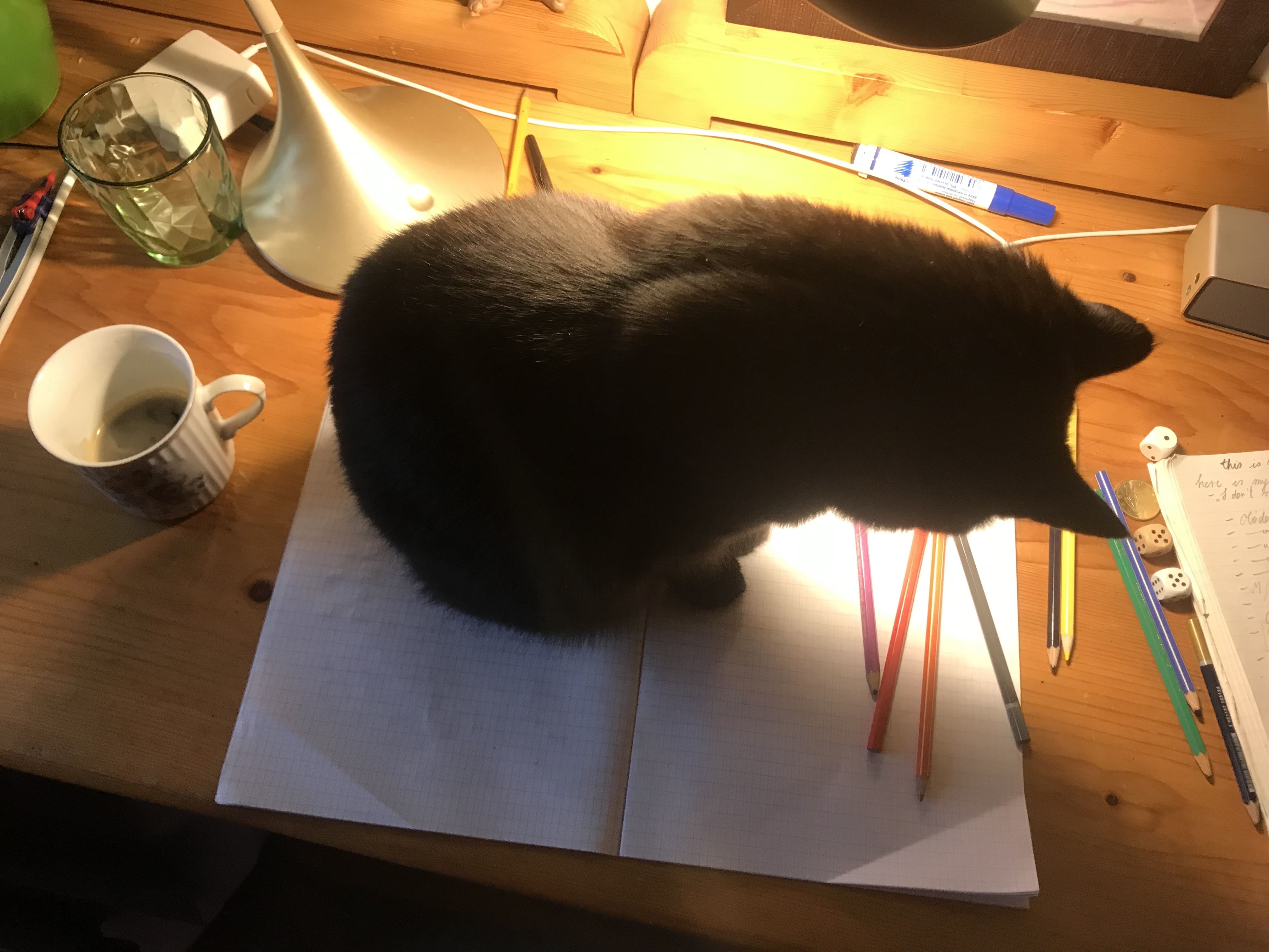 Molly cat took a seat on the maths notebook, she stares at coloring pencils, dice, and coins.